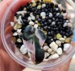 Alocasia balloon heart plantje ( geen tc), Ophalen of Verzenden, Minder dan 100 cm, Overige soorten, Zomer