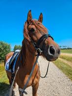 Lieve 5 jarige merrie, Dieren en Toebehoren, Paarden, Merrie, Minder dan 160 cm, B, Gechipt