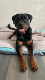 Liefdevol nieuw thuis gezocht voor onze Rottweiler Baco, Reu, CDV (hondenziekte), 1 tot 2 jaar, Eén hond