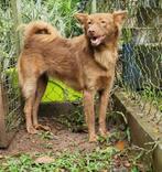 Mooie teef te adopteren, Dieren en Toebehoren, Honden | Niet-rashonden, Particulier, Rabiës (hondsdolheid), 1 tot 2 jaar, Buitenland