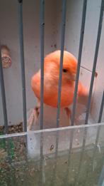 Vogels, Dieren en Toebehoren, Vogels | Kanaries, Mannelijk, Kleurkanarie