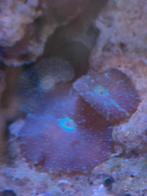 Zeeaquarium discosoma oren blue special selected 2 voor €15, Ophalen