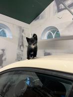 Boederij kitten, Dieren en Toebehoren, Meerdere dieren, Kortharig