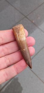 Grote Plesiosaurus tand uit Marokko dinosaurus fossiel, Verzamelen, Mineralen en Fossielen, Ophalen of Verzenden, Fossiel