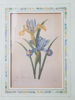 Mooie ingelijste vintage litho uit Engeland met irissen., Antiek en Kunst, Ophalen of Verzenden