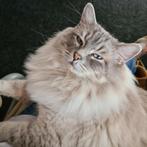 Dekkater met een stamboom NIET TE KOOP, Dieren en Toebehoren, Katten en Kittens | Dekkaters, 3 tot 5 jaar
