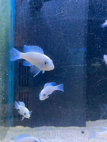 Metriaclima callainos white Luwino reef F1 beschikbaar voor biedingen