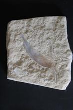 Pteria Avicula Maastrichtien Boven-Krijt, Ophalen of Verzenden, Fossiel