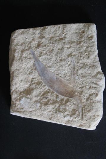 Pteria Avicula Maastrichtien Boven-Krijt beschikbaar voor biedingen