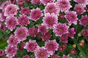 Dendranthemum grandiflorum (Tuin Chrysant) beschikbaar voor biedingen