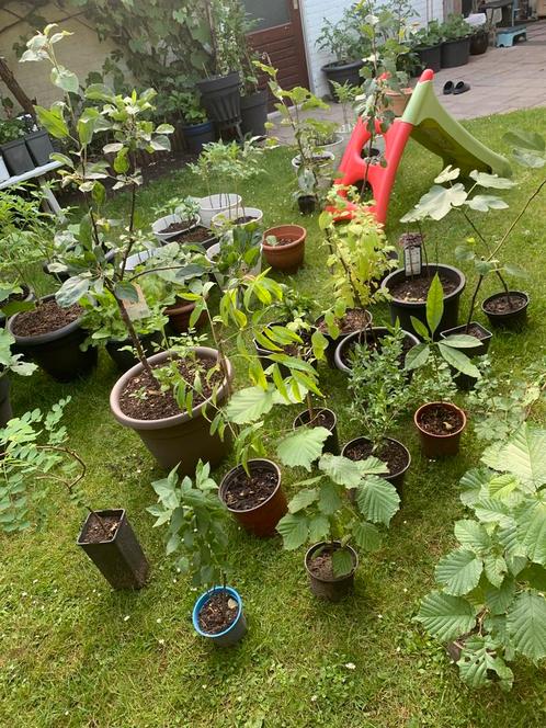 Diverse fruitbomen, Tuin en Terras, Planten | Fruitbomen, Appelboom, Lente, In pot, Ophalen