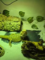 Baardagaam  man 2 jaar, Dieren en Toebehoren, Reptielen en Amfibieën, Tam