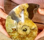 Gefossiliseerd dier - Aioloceras (Cleoniceras), Verzamelen, Ophalen, Fossiel