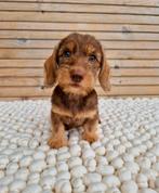 Ruwhaar dwerg teckel pups, Dieren en Toebehoren, Nederland, CDV (hondenziekte), 8 tot 15 weken, Teef