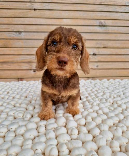 Ruwhaar dwerg teckel pups, Dieren en Toebehoren, Honden | Teckels en Dashonden, Teef, Ruwhaar, Dwerg, Fokker | Professioneel, Meerdere