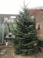 Kerstbomen tot 5 meter SUPERMOOI., Diversen, Kerst, Ophalen