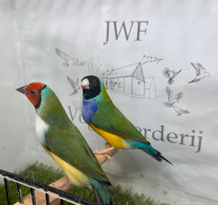 Gouldamadine, Dieren en Toebehoren, Vogels | Overige Vogels, Meerdere dieren