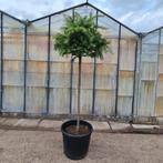 Japanse Lork | Larix kaempferi, Tuin en Terras, Planten | Bomen, Bloeit niet, 100 tot 250 cm, Volle zon, In pot