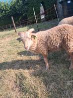 Ouessant schaap ram lam, Dieren en Toebehoren, Schapen, Geiten en Varkens, Mannelijk, Schaap, 0 tot 2 jaar