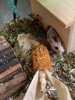 Hamster en twee kooien, Dieren en Toebehoren, Knaagdieren, Augustus, Vrouwelijk, Hamster