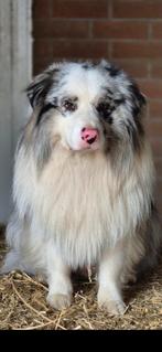 ERVAREN DEKREU NIET TE KOOP australian sheperd, Dieren en Toebehoren, Honden | Dekreuen, Nederland, Reu, 1 tot 2 jaar, Parvo