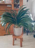 Grote oude clivia, Ophalen, Halfschaduw