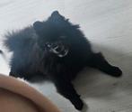 Volwassen pomeriaan gezocht!, Dieren en Toebehoren, Honden | Poolhonden, Keeshonden en Oertypen, 6 jaar of ouder, Rabiës (hondsdolheid)