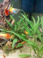 Guppy's en platty's te koop, Dieren en Toebehoren, Vissen | Aquariumvissen, Vis