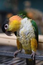 Jonge Baby Zwartkop Caique´s | getest | Speels | Handtam, Dieren en Toebehoren, Vogels | Parkieten en Papegaaien, Meerdere dieren