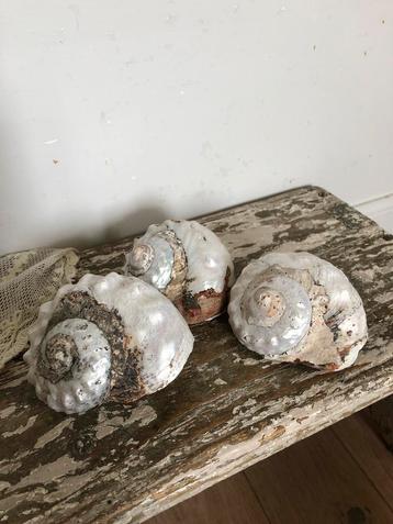 Prachtige schelpen ( 3) beschikbaar voor biedingen