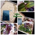 Tradescantia stekjes pakket 🌱🩷💚🤍💜🧡💛💚💜🩷🌱, Ophalen of Verzenden, Overige soorten, Minder dan 100 cm