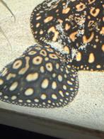 Black diamond rog pup man, Dieren en Toebehoren, Vis