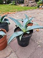 4x Agave, Ophalen, Bloeit niet, Overige soorten, Volle zon