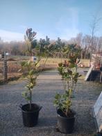 Magnolia grandiflora wintergroen, Verzenden, Overige soorten, 100 tot 250 cm