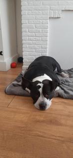Pocket bully teef zeer lief karakter, Dieren en Toebehoren, Honden | Bulldogs, Pinschers en Molossers, Rabiës (hondsdolheid), Overige rassen