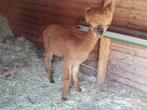 Alpaca te koop, Dieren en Toebehoren, April, Meerdere dieren