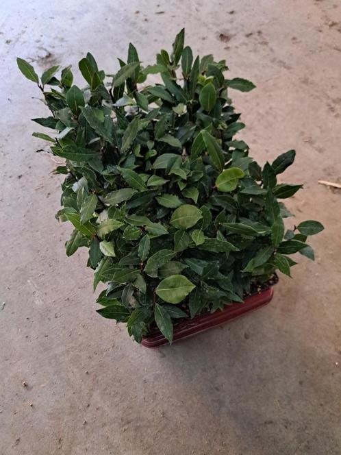 laurierkruid (eetbare laurier kruid), Tuin en Terras, Planten | Struiken en Hagen, Struik, Laurier, Minder dan 100 cm, Ophalen of Verzenden