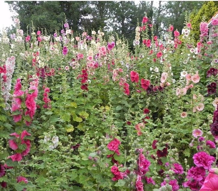 Biologische Stokroos Mix Zaden, Tuin en Terras, Bloembollen en Zaden, Volle zon, Ophalen of Verzenden