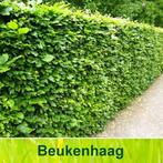 Fagus Sylvatica groene beuken, Ophalen, Beukenhaag, 100 tot 250 cm