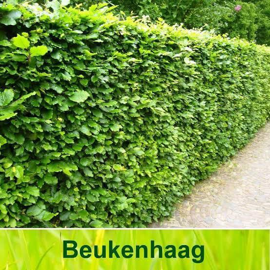 Fagus Sylvatica groene beuken, Tuin en Terras, Planten | Struiken en Hagen, Beukenhaag, 100 tot 250 cm, Ophalen