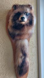 Taxidermie opgezette wasbeerhond, Verzamelen, Ophalen, Zo goed als nieuw, Vogel, Opgezet dier