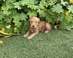 Labradoodle pups, Dieren en Toebehoren, CDV (hondenziekte), 8 tot 15 weken, Labrador retriever, Meerdere