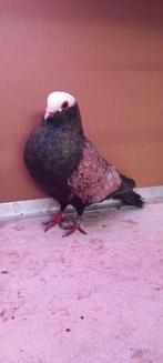 Duivin gezocht, Dieren en Toebehoren, Vogels | Duiven, Geslacht onbekend, Overige soorten