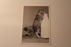 Z/w Katten Postkaart - Kitten drinkt uit Melkfles, Hond, Fra, Verzamelen, Ansichtkaarten | Dieren, 1960 tot 1980, Ongelopen, Verzenden
