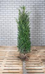 Taxus Baccata - Venijnboom - Diverse Maten - Haag en bolvorm, Tuin en Terras, Haag, Taxus, Ophalen, 100 tot 250 cm