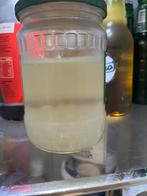 Waterkefir - gratis, Ophalen