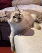 Ragdoll poesje, super lief en aanhankelijk, Dieren en Toebehoren, Katten en Kittens | Raskatten | Langhaar, Poes, Ontwormd, 0 tot 2 jaar