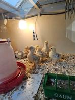 Cochin kriel oker geel wit gepareld kuikens, Geslacht onbekend, Kip