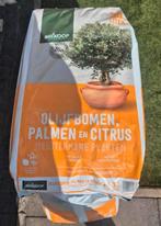 Palmboom, olijf-citrusboom, mediterrane planten potgrond, Ophalen, Potgrond