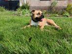 Oppas gezocht in Alphen aan den Rijn, Dieren en Toebehoren, Reu, American Staffordshire Terriër, Eén hond, 3 tot 5 jaar